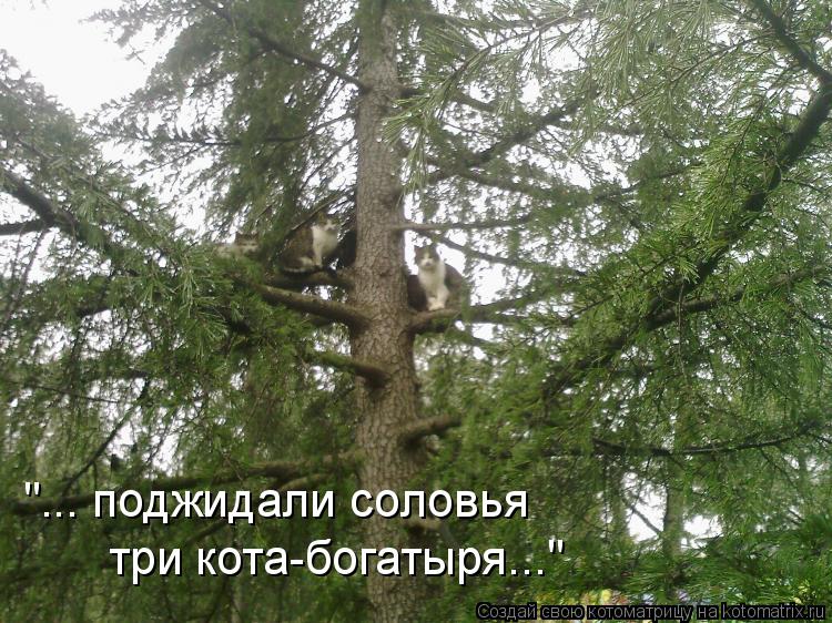 "... поджидали соловья три кота-богатыря..."... Котоматрица: "... поджидали соловья три кота-богатыря..."