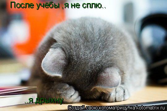 После учёбы ,я не сплю.. ..я дрыхну... Котоматрица: После учёбы ,я не сплю.. ..я дрыхну
