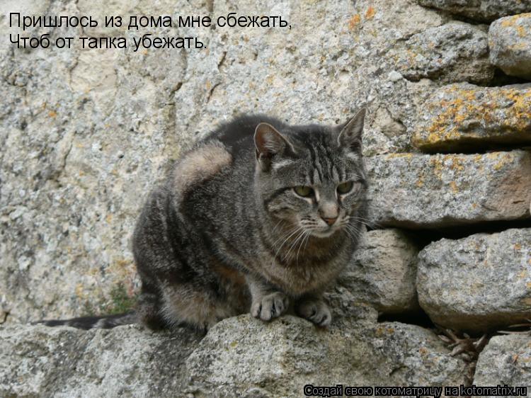 Пришлось из дома мне сбежать, Чтоб от тапка убежать.... Котоматрица: Пришлось из дома мне сбежать, Чтоб от тапка убежать.