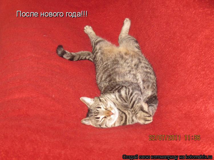 После нового года!!!... Котоматрица: После нового года!!!