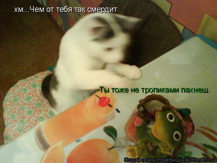 хм...Чем от тебя так смердит -Ты тоже не тропиками пахнеш.... Котоматрица: хм...Чем от тебя так смердит -Ты тоже не тропиками пахнеш.