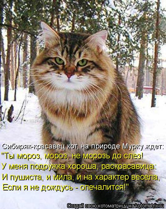 Котоматрица: Сибиряк-красавец кот, на природе Мурку ждет: "Ты мороз, мороз, не морозь до слез! У меня подружка хороша, раскрасавица: И пушиста, и мила, и на х