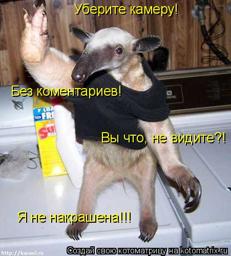 Котоматрица: Уберите камеру! Без коментариев! Вы что, не видите?! Я не накрашена!!!