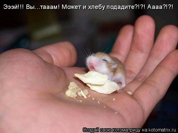 Котоматрица: Эээй!!! Вы...тааам! Может и хлебу подадите?!?! Аааа?!?!