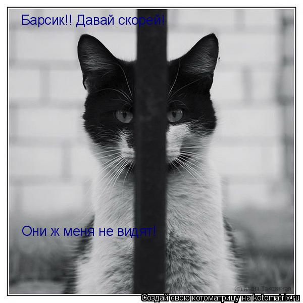 Котоматрица: Барсик!! Давай скорей! Они ж меня не видят!