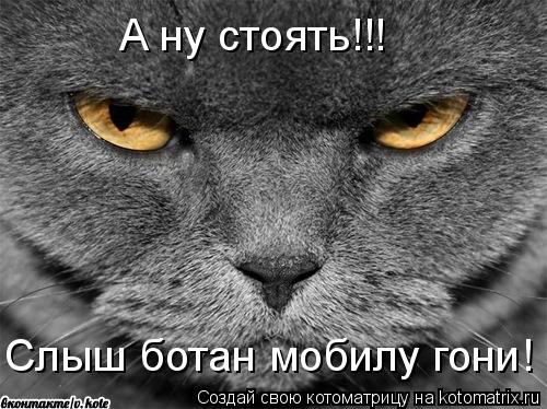 Котоматрица: А ну стоять!!! Слыш ботан мобилу гони!