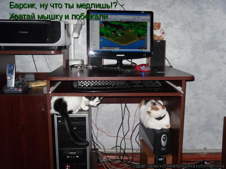 Котоматрица: Барсик, ну что ты медлишь!? Хватай мышку и побежали....