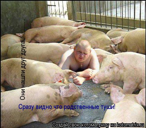Котоматрица: Сразу видно что родственные туши! Они нашли друг друга..............