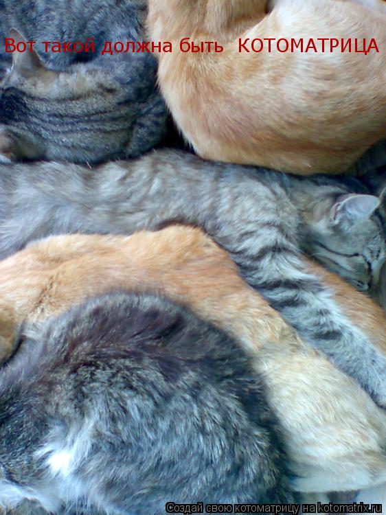 Котоматрица: Вот такой должна быть  КОТОМАТРИЦА !