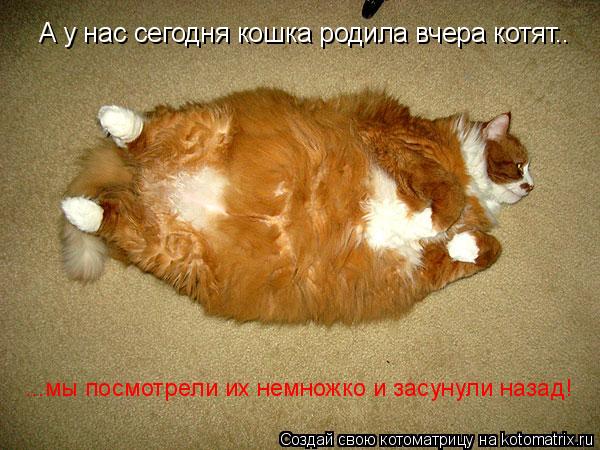 Котоматрица: ...мы посмотрели их немножко и засунули назад! А у нас сегодня кошка родила вчера котят..