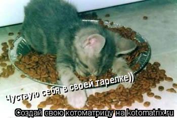 Котоматрица: Чуствую себя в своей тарелке))