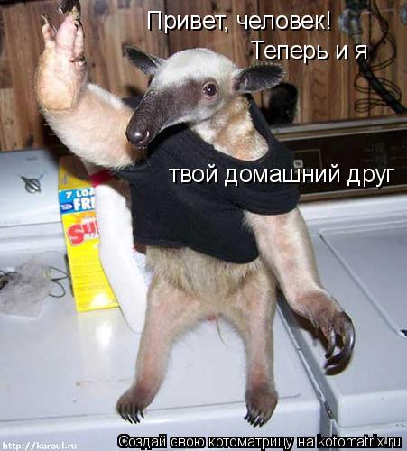 Котоматрица: Привет, человек! Теперь и я твой домашний друг