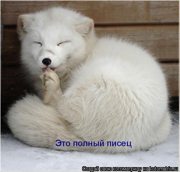 Котоматрица: Это полный писец