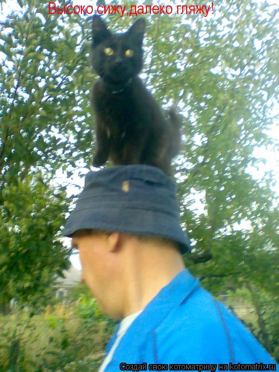 Высоко сижу,далеко гляжу!... Котоматрица: Высоко сижу,далеко гляжу!