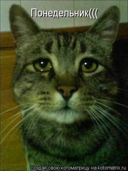 Понедельник(((... Котоматрица: Понедельник(((