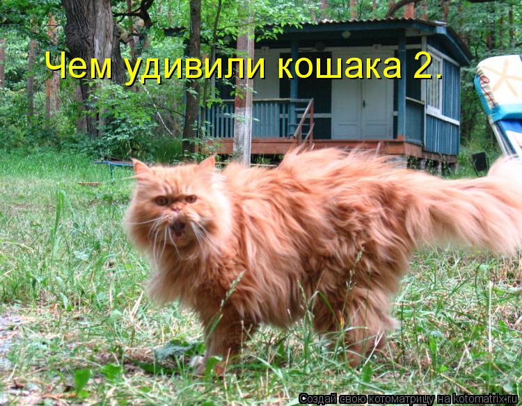 Чем удивили кошака 2.... Котоматрица: Чем удивили кошака 2.