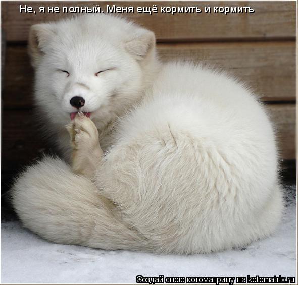 Не, я не полный. Меня ещё кормить и кормить... Котоматрица: Не, я не полный. Меня ещё кормить и кормить