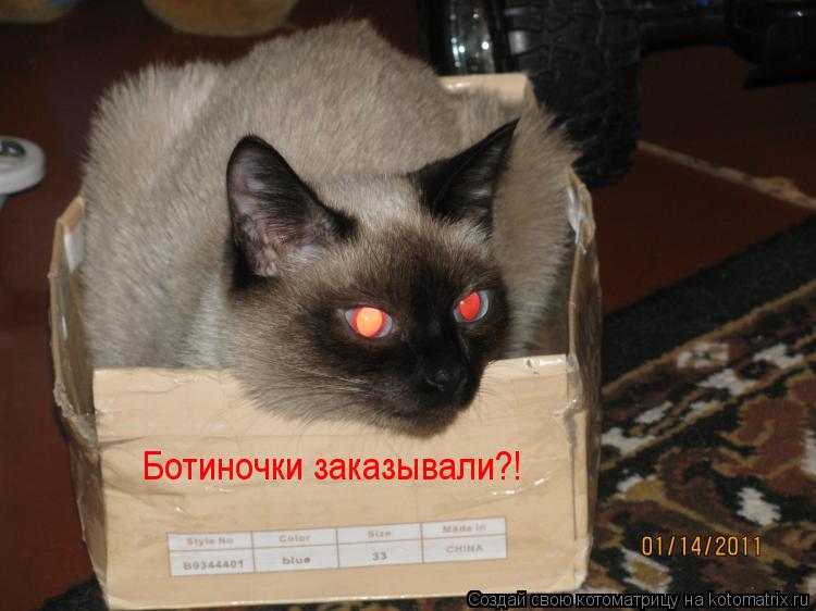 Ботиночки заказывали?!... Котоматрица: Ботиночки заказывали?!
