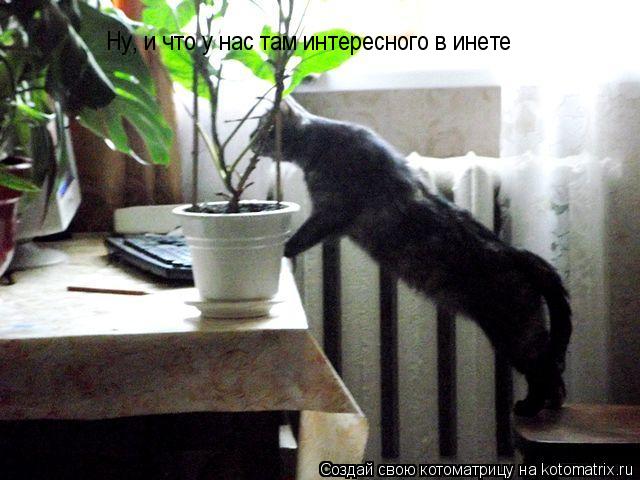 Ну, и что у нас там интересного в инете... Котоматрица: Ну, и что у нас там интересного в инете