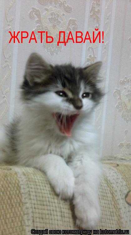 ЖРАТЬ ДАВАЙ!... Котоматрица: ЖРАТЬ ДАВАЙ!