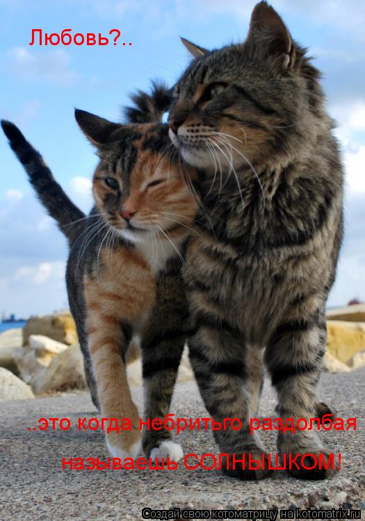 Любовь?.. ..это когда небритьго раздолбая называешь СОЛНЫШКОМ!... Котоматрица: Любовь?.. ..это когда небритьго раздолбая называешь СОЛНЫШКОМ!