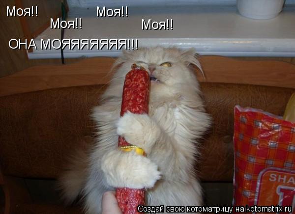 Моя!! Моя!! Моя!! Моя!! ОНА МОЯЯЯЯЯЯЯ!!!... Котоматрица: Моя!! Моя!! Моя!! Моя!! ОНА МОЯЯЯЯЯЯЯ!!!