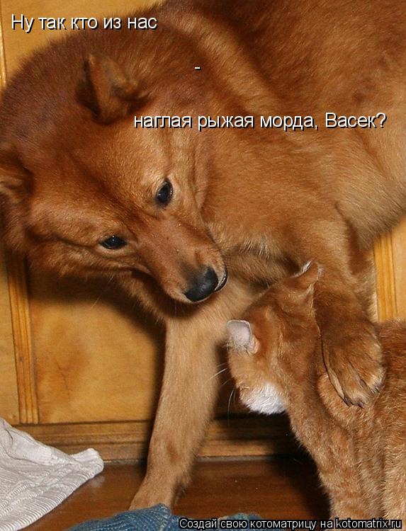 Ну так кто из нас - наглая рыжая морда, Васек?... Котоматрица: Ну так кто из нас - наглая рыжая морда, Васек?
