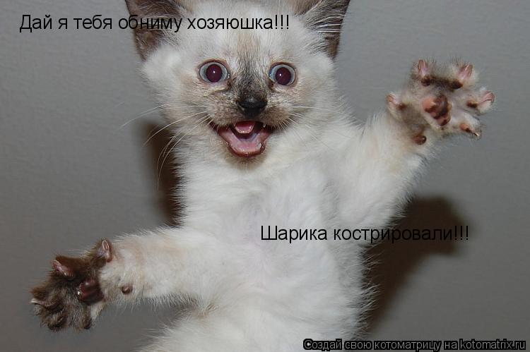Дай я тебя обниму хозяюшка!!! Шарика кострировали!!!... Котоматрица: Дай я тебя обниму хозяюшка!!! Шарика кострировали!!!