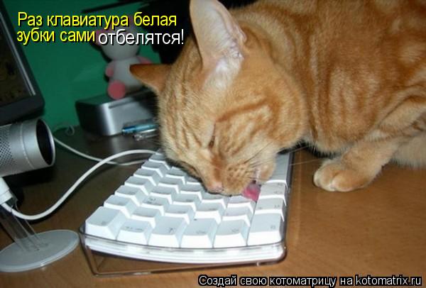 Котоматрица: Раз клавиатура белая Раз клавиатура белая зубки сами отбелятся!
