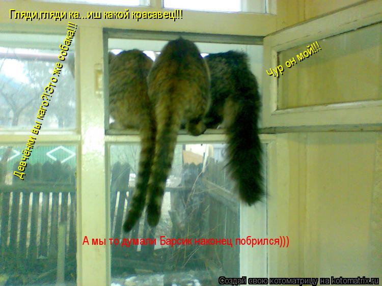 Котоматрица: Гляди,гляди ка...иш какой красавец!!! Чур он мой!!! Девчёнки вы каго?!Это же собака!!! А мы то думали Барсик наконец побрился)))