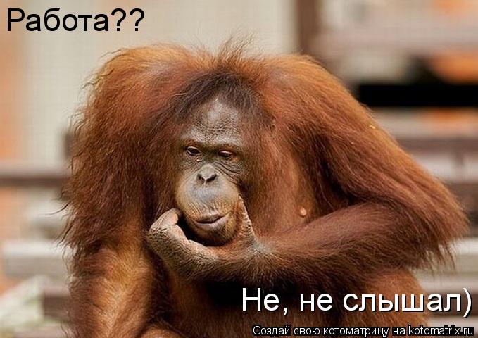 Котоматрица: Работа?? Не, не слышал)
