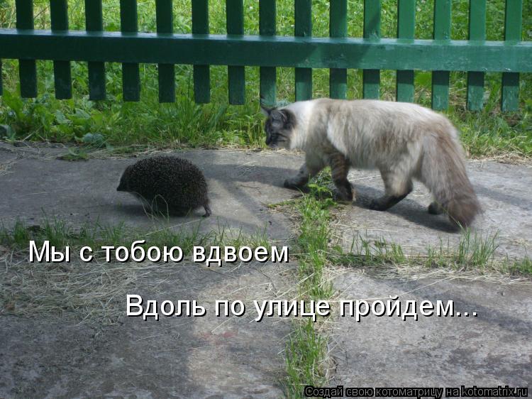 Котоматрица: Мы с тобою вдвоем Вдоль по улице пройдем...