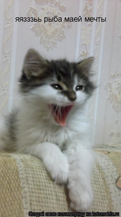 Котоматрица: яязззьь рыба маей мечты