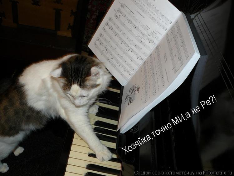 Котоматрица: Хозяйка,точно МИ,а не Ре?! Хозяйка,точно МИ,а не Ре?!