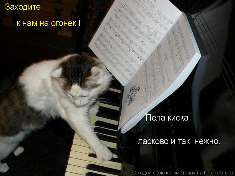 Котоматрица: Заходите к нам на огонек ! Пела киска ласково и так  нежно.