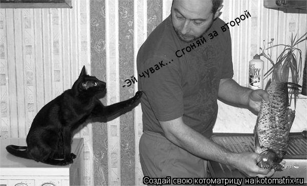 Котоматрица: -Эй чувак... Сгоняй за второй