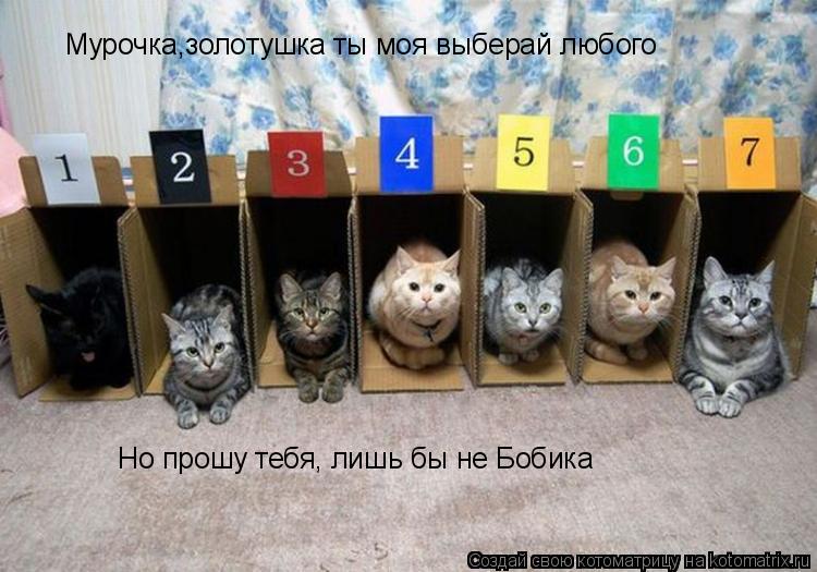 Котоматрица: Мурочка,золотушка ты моя выберай любого Но прошу тебя, лишь бы не Бобика