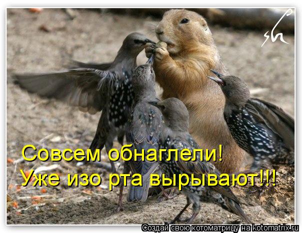 Котоматрица: Совсем обнаглели! Уже изо рта вырывают!!!