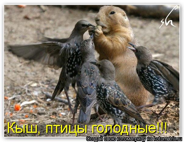 Котоматрица: Кыш, птицы голодные!!!