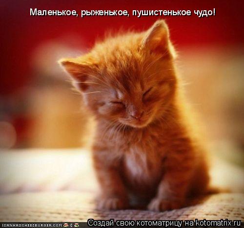 Котоматрица: Маленькое, рыженькое, пушистенькое чудо!