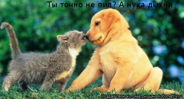Котоматрица: Ты точно не пил? А нука дыхни