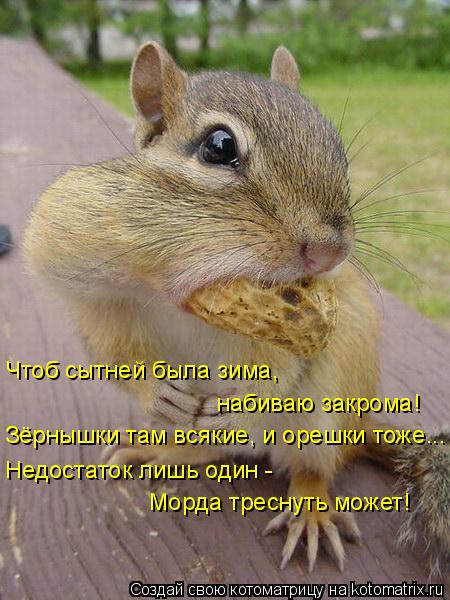 Чтоб сытней была зима, набиваю закрома! Зёрнышки там всякие, и орешки тоже... Недостаток лишь один -... Котоматрица: Чтоб сытней была зима, набиваю закрома! Зёрнышки там всякие, и орешки тоже... Недостаток лишь один - Морда треснуть может!