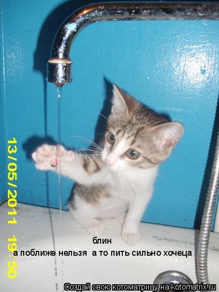 Котоматрица: а поближе нельзя  а то пить сильно хочеца блин