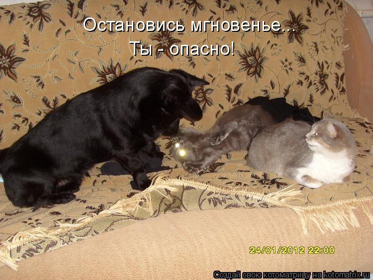 Котоматрица: Остановись мгновенье... Ты - опасно!