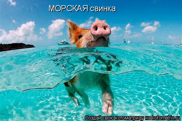 Котоматрица: МОРСКАЯ свинка