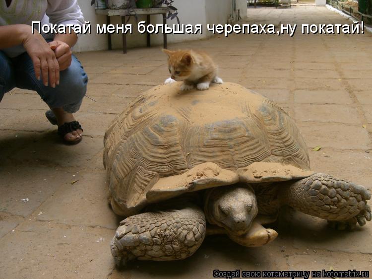 Котоматрица: Покатай меня большая черепаха,ну покатай!