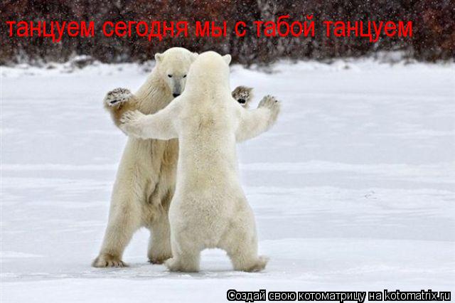 Котоматрица: танцуем сегодня мы с табой танцуем