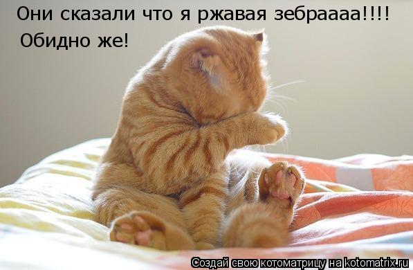 Котоматрица: Они сказали что я ржавая зебраааа!!!! Обидно же!