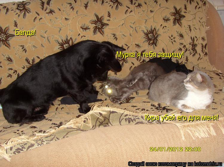 Котоматрица: Мурка я тебя защищу! Кира убей его для меня! Балда!