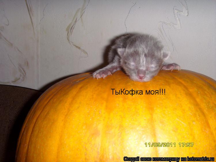 Котоматрица: ТыКофка моя!!!